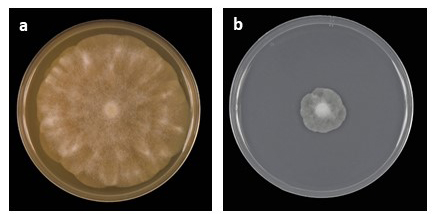   Phytophthora parvispora  colony morphology of the ex-type (PH072 ndash; Bruno Scanu) grown for 5 days at 20deg;C on (a) carrot agar, (b) potato dextrose agar; photos by Bruno Scanu and Antonio Franceschini, Universitagrave; degli Studi di Sassari, Italy 
